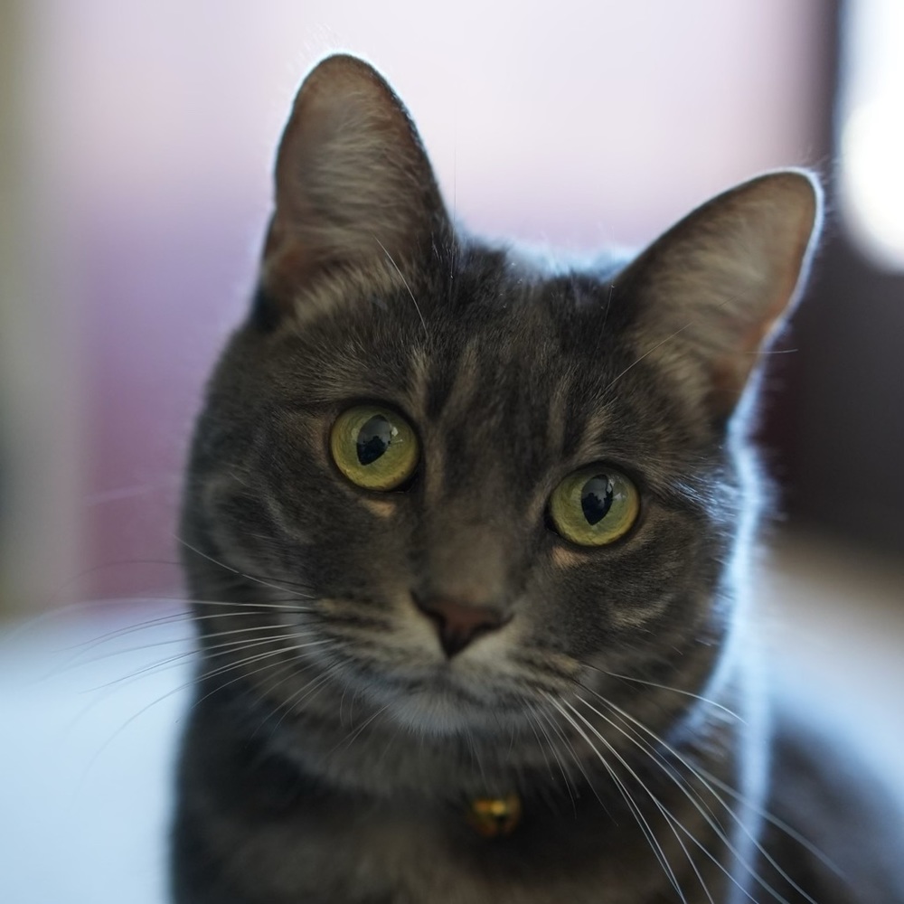 Meet your Posher, Indie